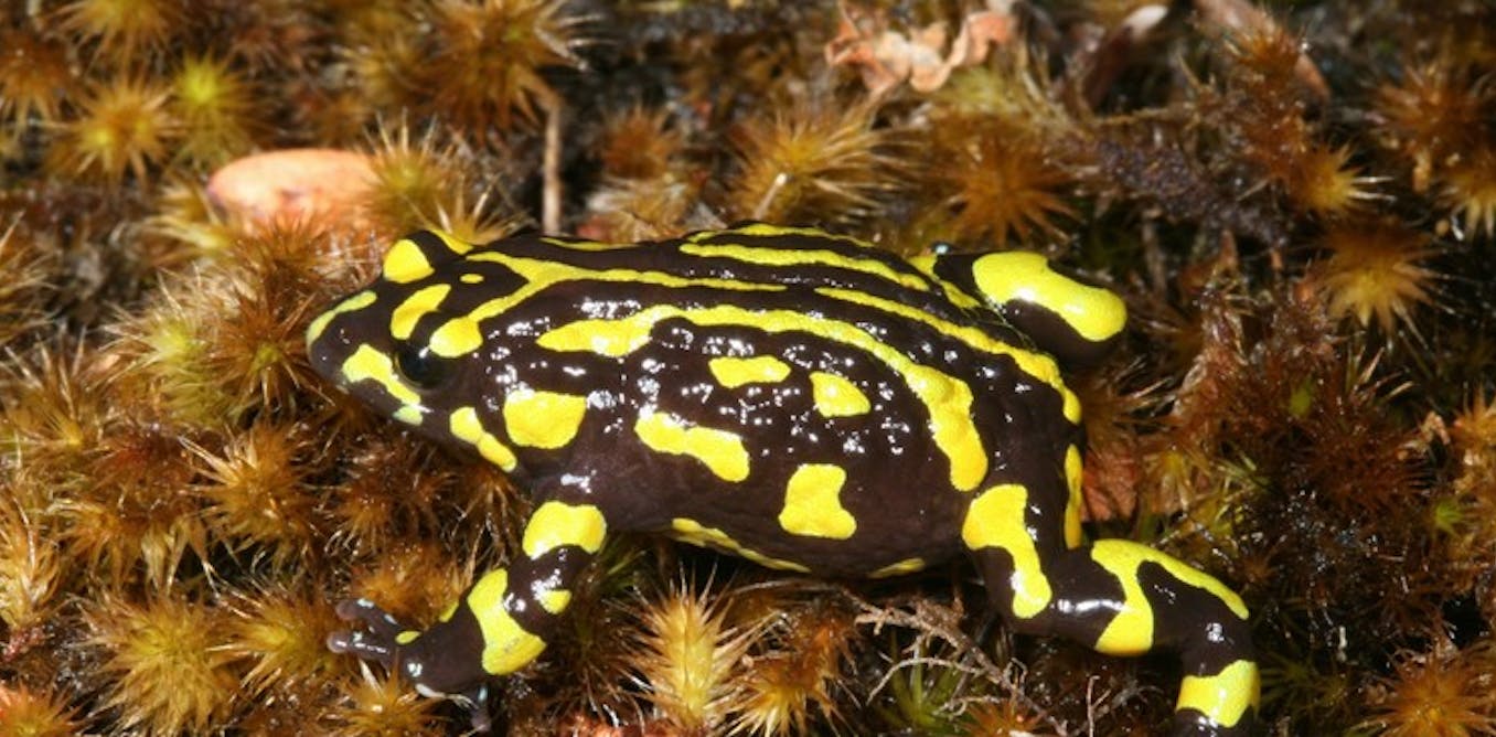time is figuring out to keep away from losing lots of seven distinctive species from illness