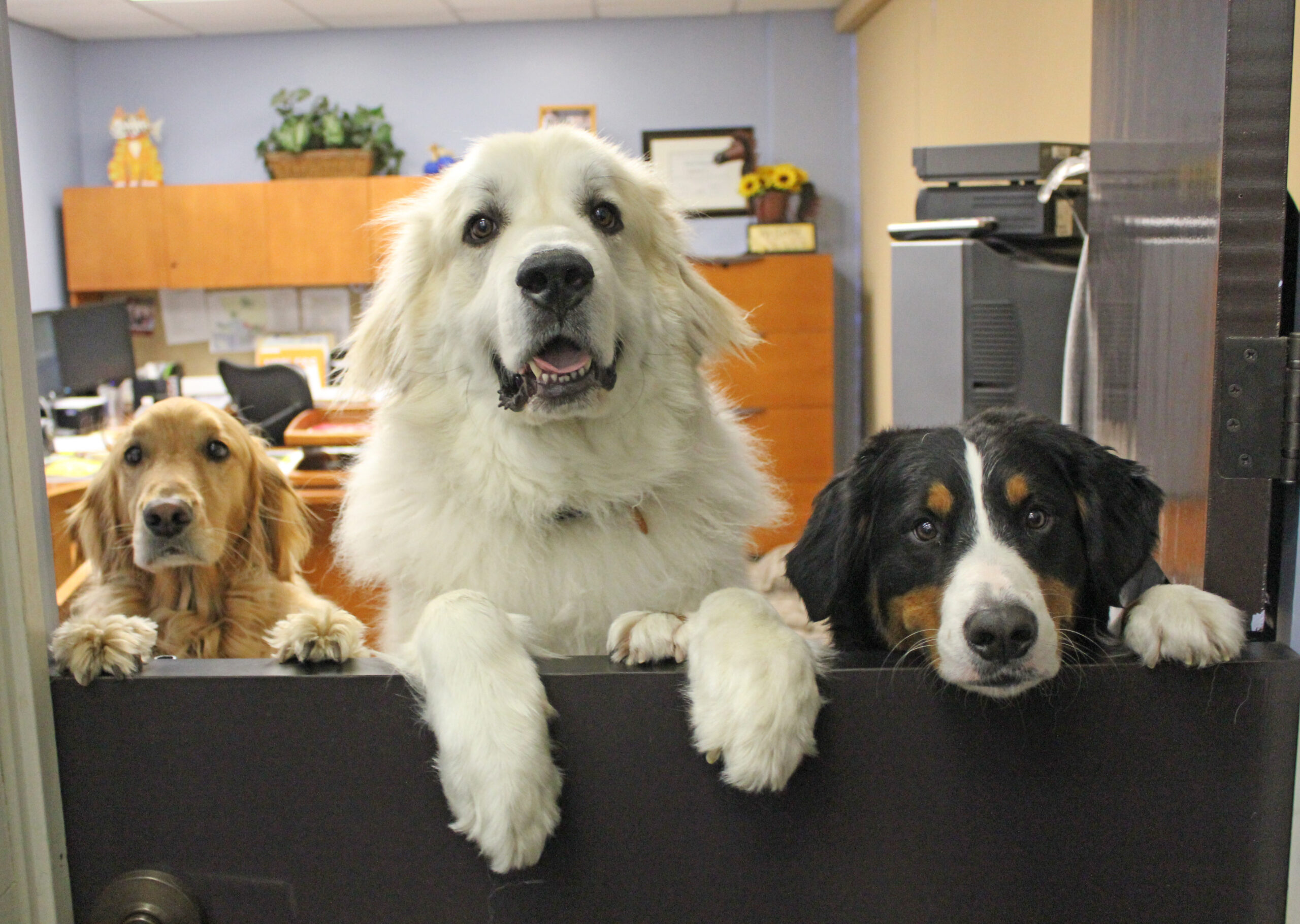 A Pawsitive Work Setting – Animal Care and Management